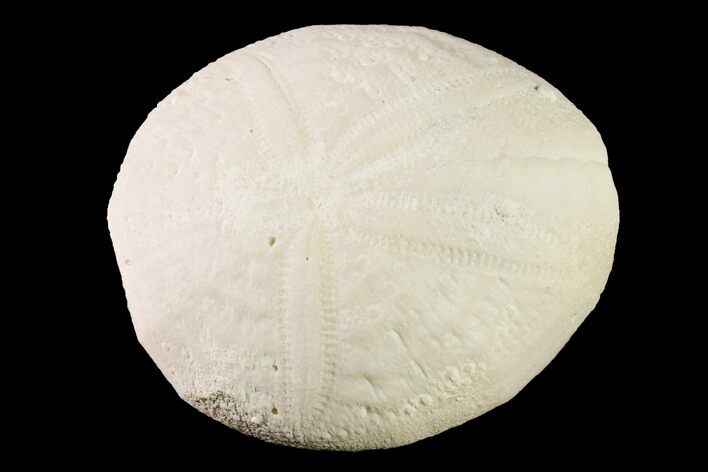 Fossil Sea Urchin (Eupatagus) - Florida #161270